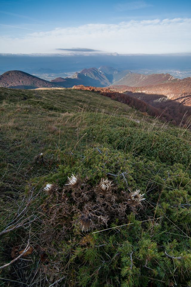 Vue sur la forêt de Saoû